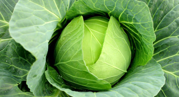 Lahana Yaprakları Vücuttaki Ağrıyı Yok Ediyor