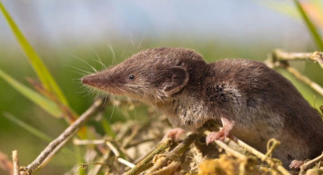 Langya/LayV virüsü nedir? Belirtileri neler? Türkiye'de görüldü mü?