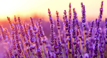 Lavanta nerede yetişir? Hangi illerde lavanta yetişiyor? Lavanta bahçeleri nerede?