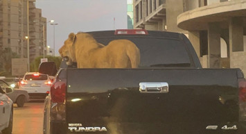 Libya’da Aslan Pikabın Kasasında Taşındı