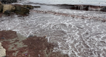 Lodos sebebiyle sahilde kırmızı yosun birikti