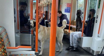 Londra metrosunda Sivas kangalı: Sosyal medyada büyük ilgi gördü