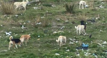 Mahallenin başıboş köpek korkusu! İstanbul'da eski fabrika arazisini onlarca köpek mesken tuttu!