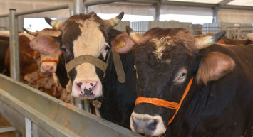 Malatya kurbanlık fiyatları ne kadar? 2022 Malatya büyükbaş, küçükbaş kurbanlık hisse fiyatları