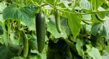 Manavdan aldı, 3 farklı pestisit çıktı!