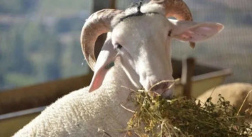 Manisa kurbanlık fiyatları ne kadar? 2022 Manisa büyükbaş, küçükbaş kurbanlık hisse fiyatları