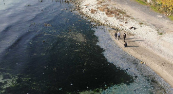 Marmara Denizi'nde korkutan tehlike: Pusula Deniz Anası görüldü