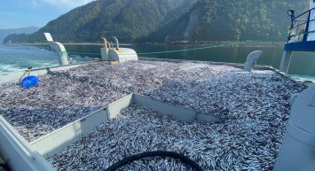 Karadeniz'deki Hamsi Bolluğu Marmaralı Balıkçıların Yüzlerini Güldürdü!