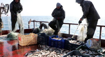 Marmara Denizi'ndeki Lüfer Bolluğuna Müsilaj Etkisi!