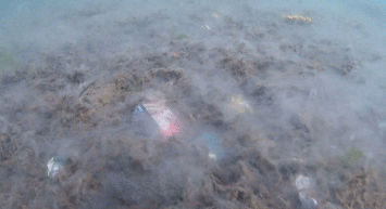 Marmara Denizi'ne Dalan Dalgıç Deniz Kirliliğine Dikkat Çekti