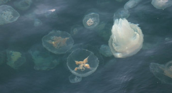 Marmara’da Müsilaj Bitti Derken Yeni Bir Tehdit Daha!