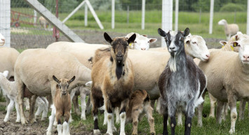 Mavi Dil Hastalığı Nedir?
