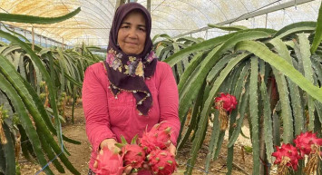 Mazot, gübre masrafı olmayan 4 gün susuz kalabilen ejder meyvesinin kilosu 100 lira!