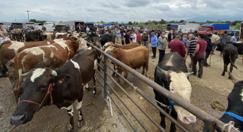 Mersin kurbanlık fiyatları ne kadar? 2022 Mersin büyükbaş, küçükbaş kurbanlık hisse fiyatları