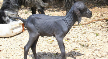 Mersin'de akılalmaz bir olay: Oğlak tüysüz doğdu!