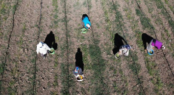 Meyve ve sebze üretimindeki çarpık tablo ortaya çıktı: Tüm çileyi çiftçi çekti