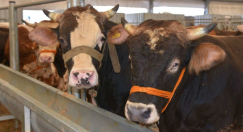 Migros, A101 2022 kurbanlık fiyat listesi