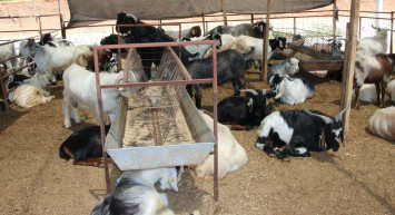 Migros A101 Carrefour 2022 Kurbanlık fiyatları ne kadar? Küçükbaş ve büyükbaş kurbanlık fiyatları