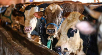 Migros büyükbaş, küçükbaş kurbanlık hisse fiyatı 2022