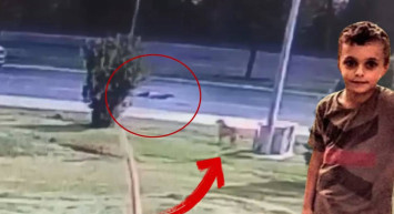 Milyonlarca insan Zana’ya ağlıyor: Sokak köpeklerinden kaçarken arabaya çarptı