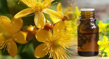 Mucize çiçek: Sarı kantoron yağı neler iyi gelir? Sarı kantoron yağı faydaları neler? Sarı kantoron yağı nasıl kullanılır?