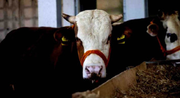 Muğla kurbanlık fiyatları ne kadar? 2022 Muğla büyükbaş, küçükbaş kurbanlık hisse fiyatları