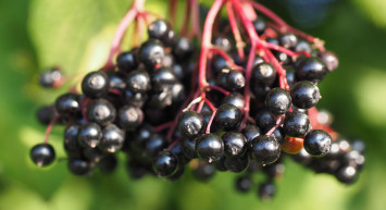 Mürver Neye İyi Gelir, Nasıl Tüketilir?