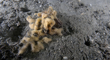 Müsilaj için alınan önlemler etkisini gösterdi! Deniz dibinde hareketlilik başladı