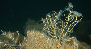 Müsilajın Olumsuz Etkileri Ortaya Çıkmaya Devam Ediyor: Toplu Ölümler Gerçekleşiyor!