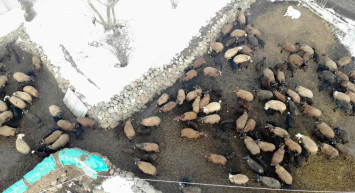 Muş'tan Renkli Görüntüler: Baharın Müjdecileri Olarak Bilinen Kuzular Anneleriyle Buluştu!