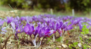Mutluluk iksirinin hasadı başladı: Kilosu 100 bin TL’den satılıyor
