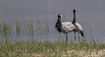 Nesli Tükenme Tehlikesi Altındaki Turnaların Korunması için Türkiye'den Yeni Adımlar