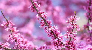 Nevruz Bayramı mesajları kutlama sözleri 2022