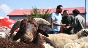 Nevşehir kurbanlık fiyatları ne kadar? 2022 Nevşehir büyükbaş, küçükbaş kurbanlık hisse fiyatları
