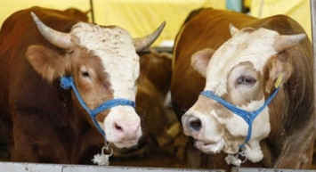 Niğde kurbanlık fiyatları ne kadar? 2022 Niğde büyükbaş, küçükbaş kurbanlık hisse fiyatları