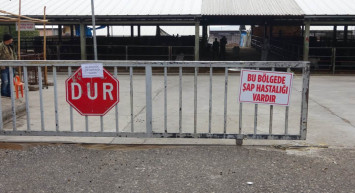 O ilde şap alarmı verildi: 9 mahalle karantinaya alındı