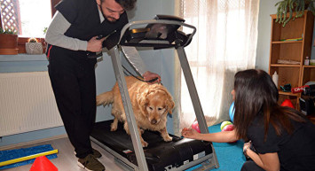 Obez Köpek Paşa: 3 Yılda 30 Kilo Zayıflamayı Başardı