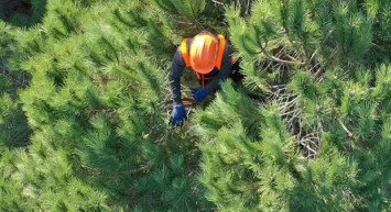 OGM 5 bin yangın işçisi alımı başladı mı, şartları neler? OGM 5 bin yangın işçisi başvuru şartları