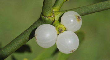 Ökse otu nedir, faydaları nelerdir, neye iyi gelir? Yüksek tansiyonun doğal ilacı olan ökse otu çayının mucizevi faydaları