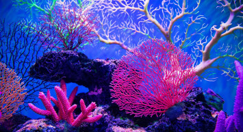 Okyanusun dibinde Kur'an'da adı geçen mercanlar bulundu! Faydaları da çok dikkat çekici!