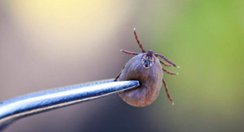 Öldüren kene hangi şehirlerde var? Şimdi de Tokat'ta görülen öldüren kene bir can daha aldı!