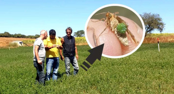 Önce Trakya’da ortaya çıkmıştı şimdi o ilde de görüldü: Çayır tırtılı giderek yayılıyor