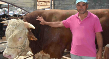 Ordu kurbanlık fiyatları ne kadar? 2022 Ordu büyükbaş, küçükbaş kurbanlık hisse fiyatları