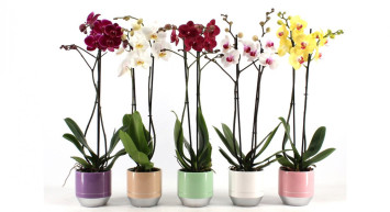Orkide hangi ortamı sever, kaç günde bir sulanır, kaçıncı boğumdan budanır? Püf noktalarıyla orkide bakımı