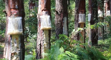 Orman Genel Müdürlüğü'nden dikkat çeken proje! Ekonomiye yılda 650 bin dolar kazandırdı!