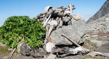 Orman korucusunun korkunç keşfi: Su çekilince yüzlerce iskelet ortaya çıktı!