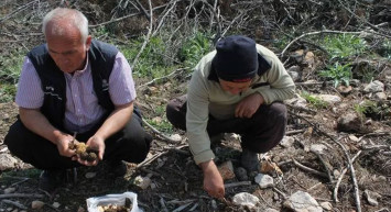 Orman yangınından sonra ortaya çıktı: Kilosu 6 bin 500 TL