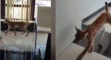 Ormanın hayaleti olarak bilinen vaşak iş yerine girdi!