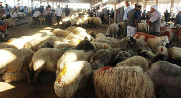 Osmaniye kurbanlık fiyatları ne kadar? 2022 Osmaniye büyükbaş, küçükbaş kurbanlık hisse fiyatları