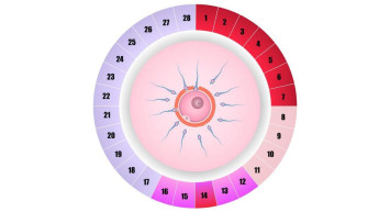 Ovülasyon (Kadınlarda Yumurtlama Dönemi) Nedir?